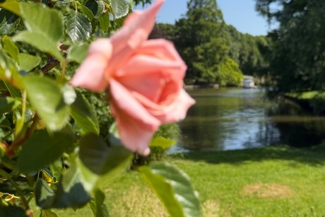 Eine Rose Eine Rose