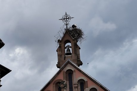 Storchennetz
