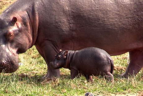 Nilpferd mit Baby Kazinga Kanal