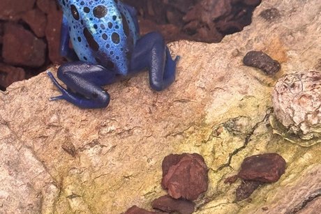 Frosch im Schmetterlingspark Ein blauer Frosch mit schwarzen Punkten sitzt auf einem Baumstamm