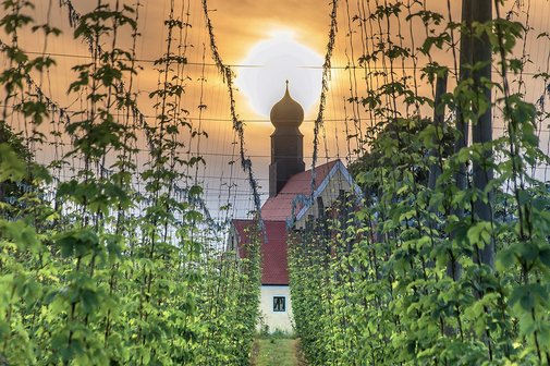 Blick durch die Hopfeng&auml;rten
