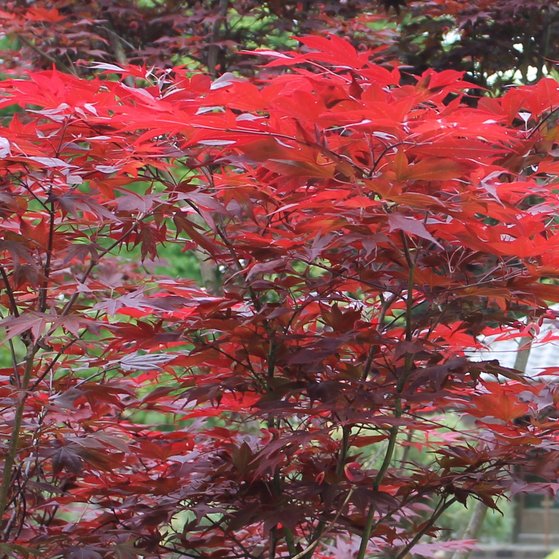 Roter Ahorn