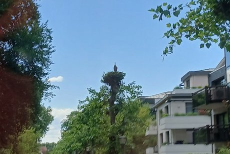Storchengasse Storchengasse