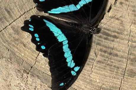 Schmetterlingspark Schmetterlingspark Foto mit einem schwarz blau gestreiften Schmetterling auf einem Baumstamm