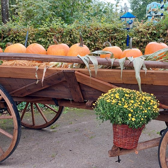 Wagen mit Kürbissen Wagen mit Kürbissen
