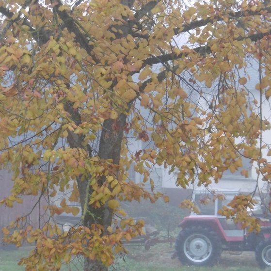 Herbst