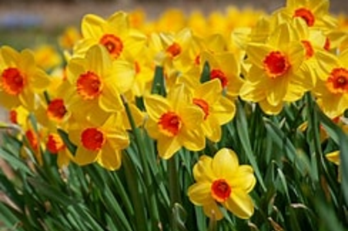 Blumenbild