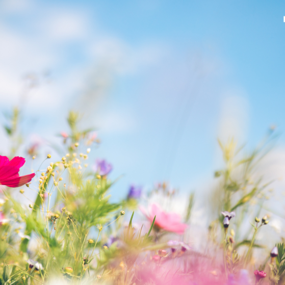 Bild einer Fr&uuml;hlingswieder mit VdK-Logo