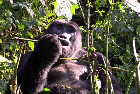 Gorilla