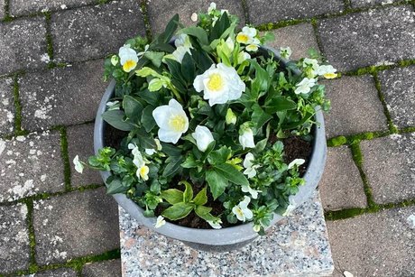 Die neu bepflanzte Schale Die Schale 2025