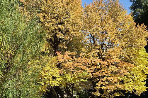 Laubbaum im Herbst
