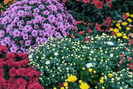 Chrysanthema