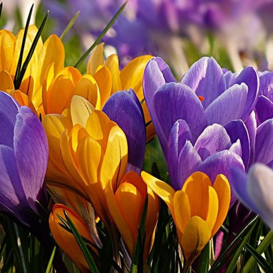 Blumen