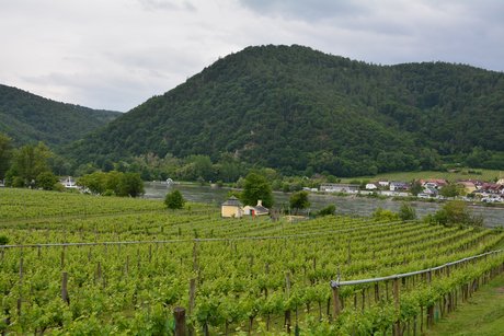 Weinberge an der Donau auf dem Weg nach Dürnstein