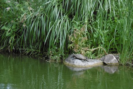Auch Wasserschildkröten leben in dem Teich. Diese kommen jedoch nicht zum Betteln.