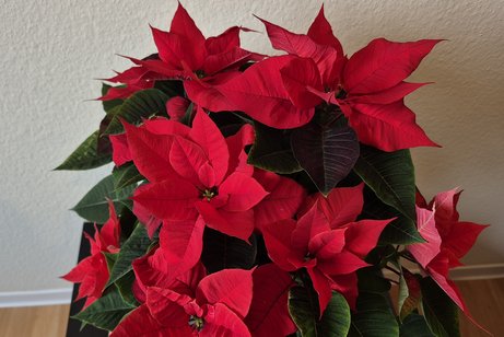 Roter Weihnachtsstern