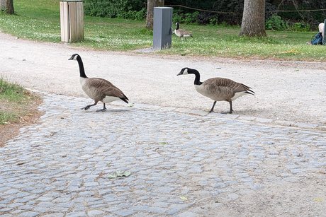Begleiter im Palmegarten