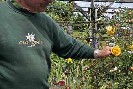 Herr Zerwes mit einer selbst gezüchtete Rose Herr Zerwes mit einer selbst gezüchtete Rose
