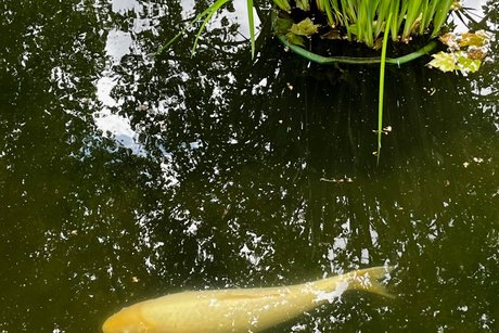 Goldener Koifisch im Teich des Japanischen Gartens