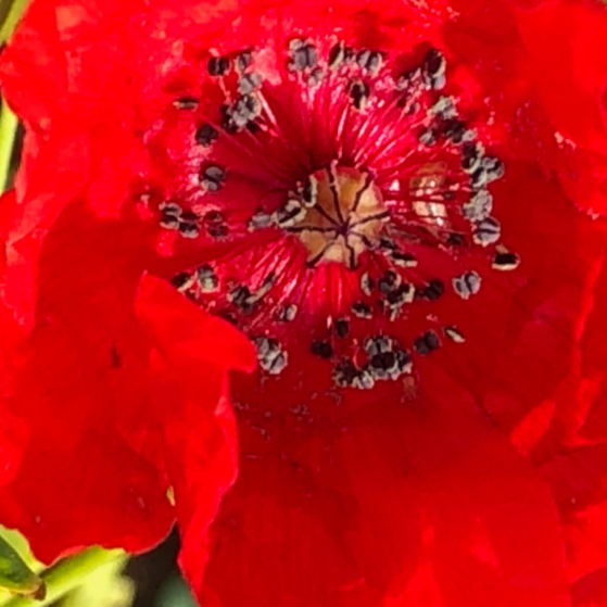 Eine Mohnbl&uuml;te.