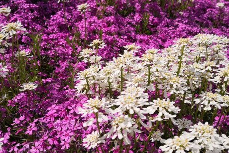 Ein Blumenmeer angepflanzt für die Anstehende Landesgartenschau.