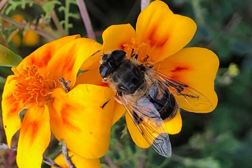 Honigbiene auf gelber Blume