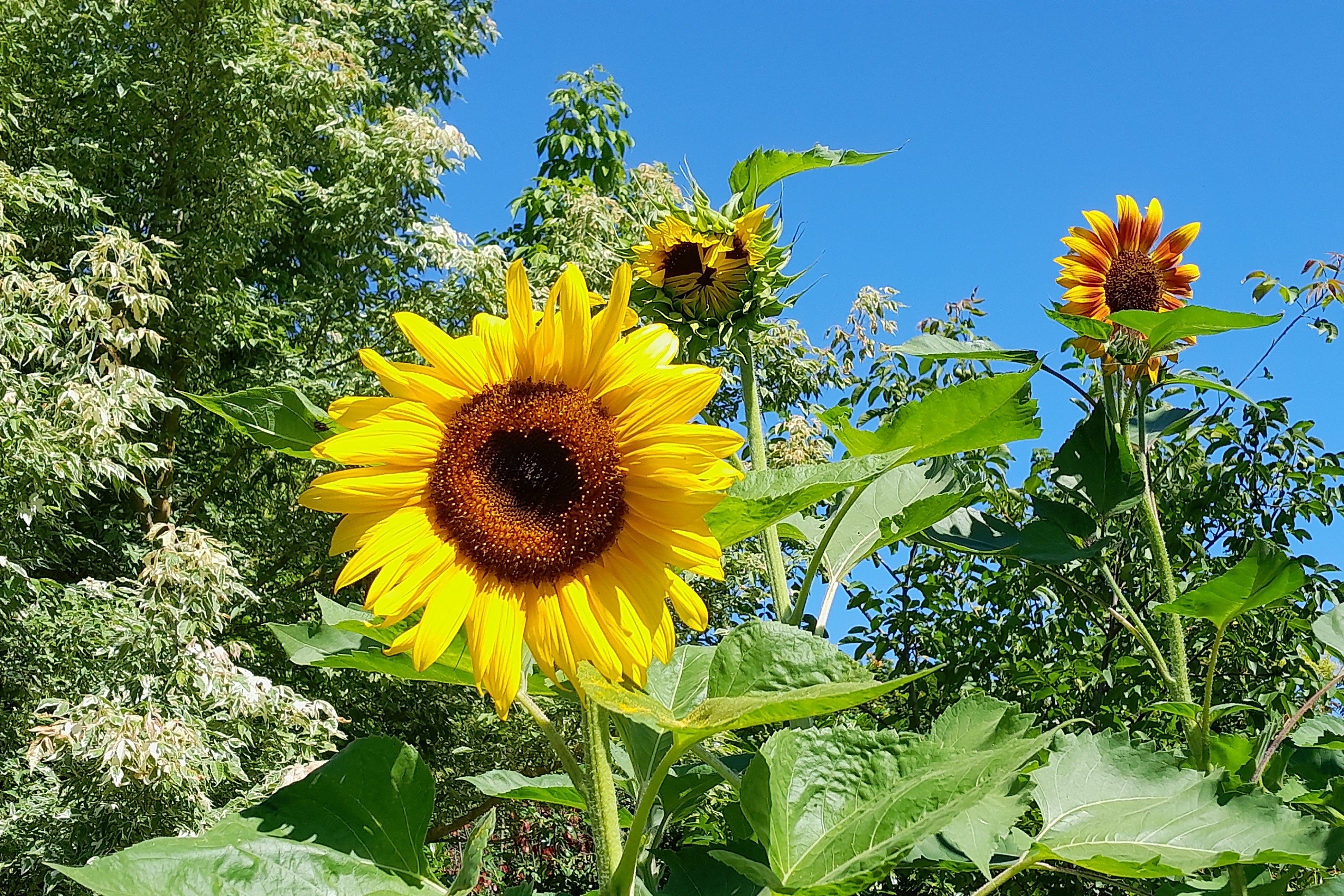Sommergruß Große gelbe Sonnenblume im Vordergrund des Bildes, 2 kleinere braune Sonnenblumen im Hintergrund und grüne Büsche.