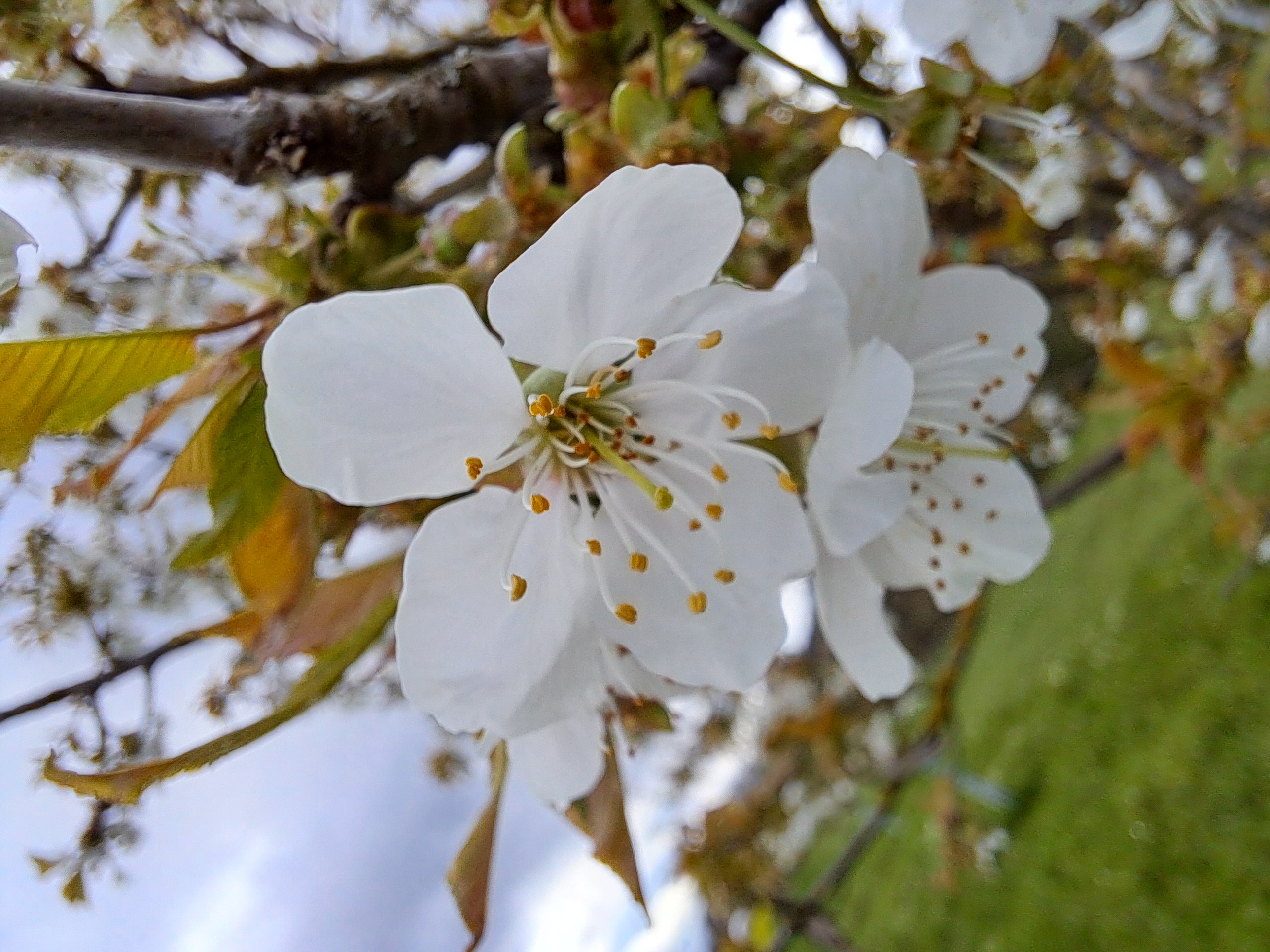 Apfelblüte auf der Streuobstwiese