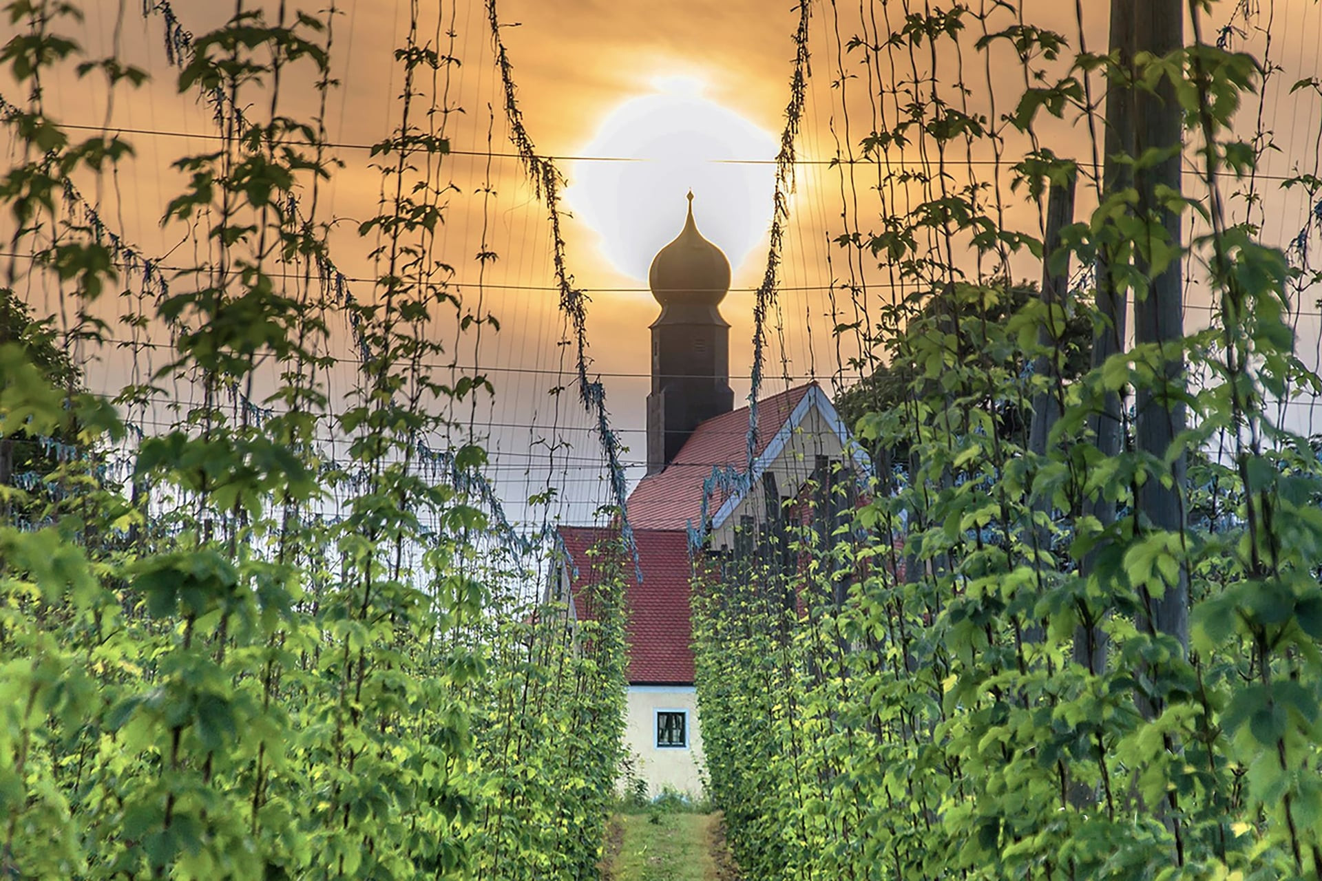 Blick durch die Hopfeng&auml;rten