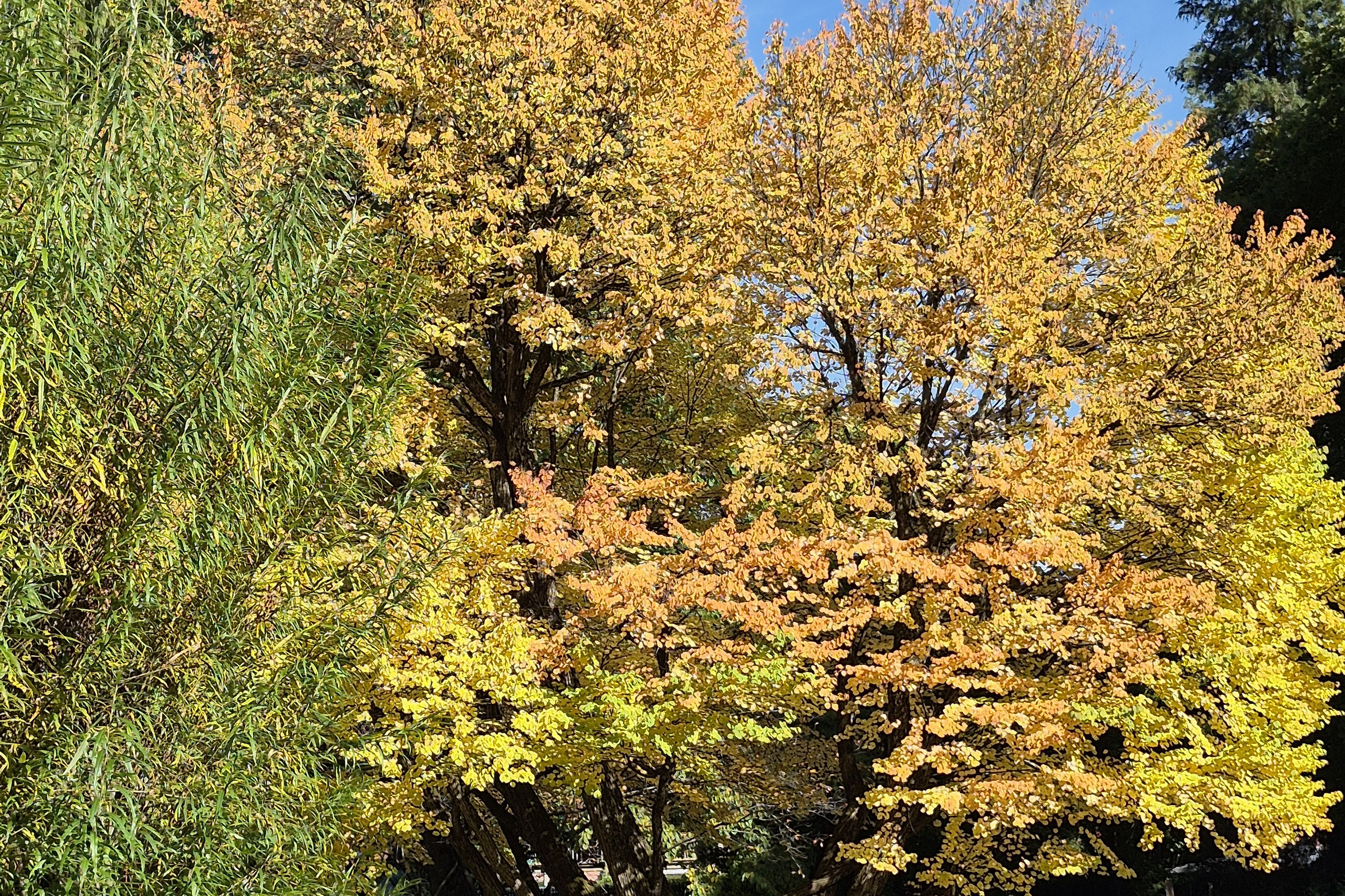 Herbst Laubbaum im Herbst