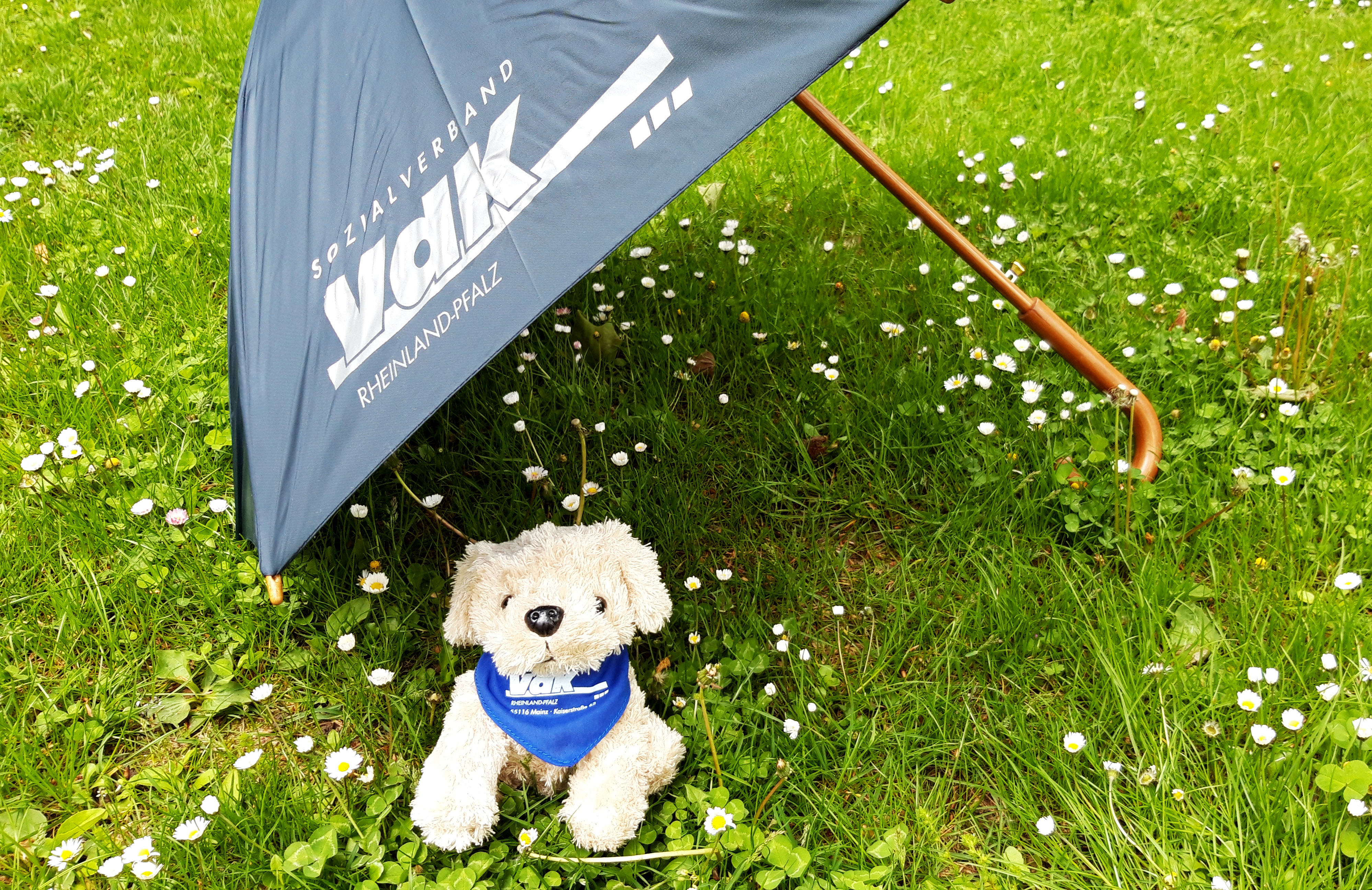 Unter einem Vdk-Regenschirm sitzt ein kleiner Pluschhund mit VdK-Halstuch.