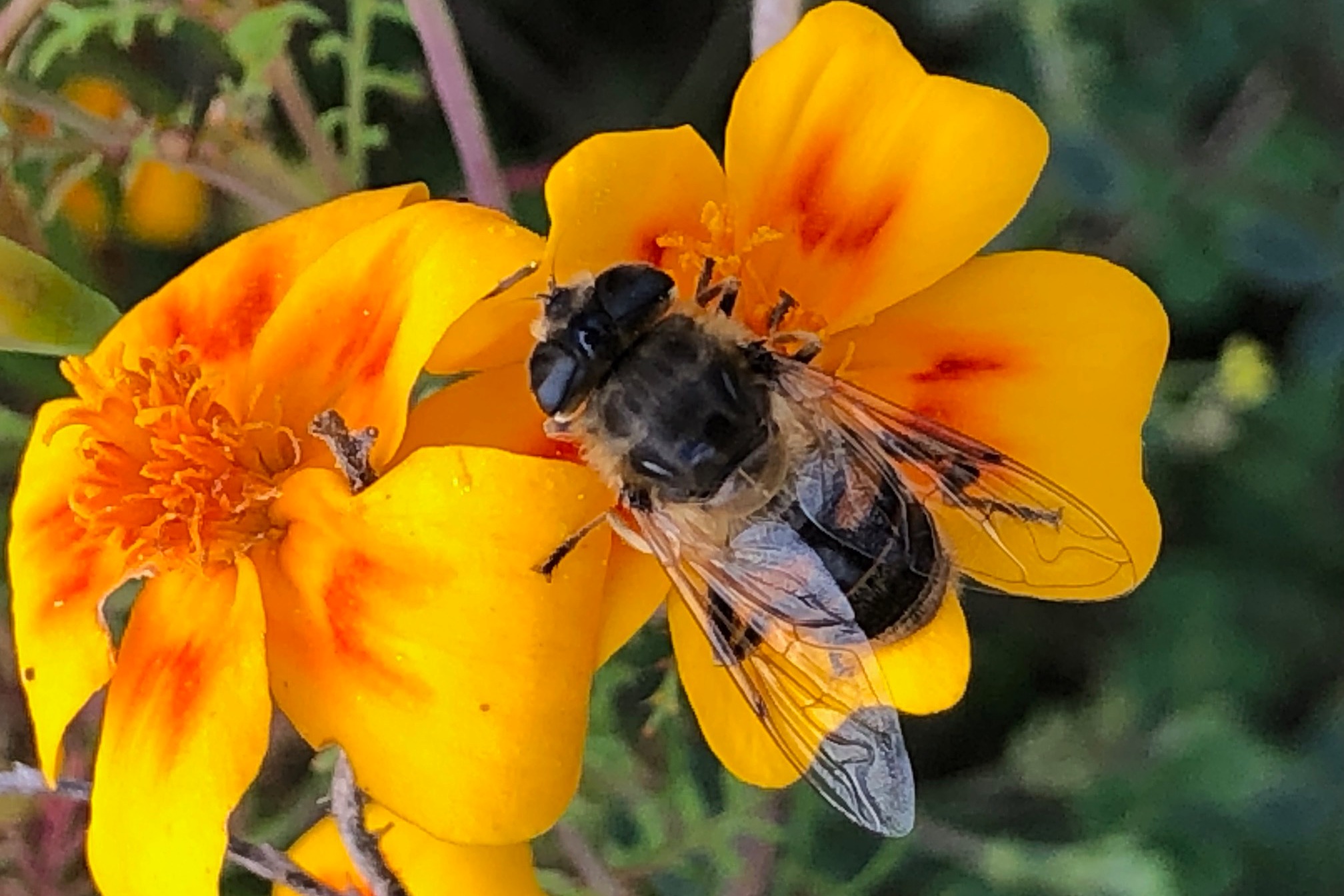 Honigbiene auf gelber Blume