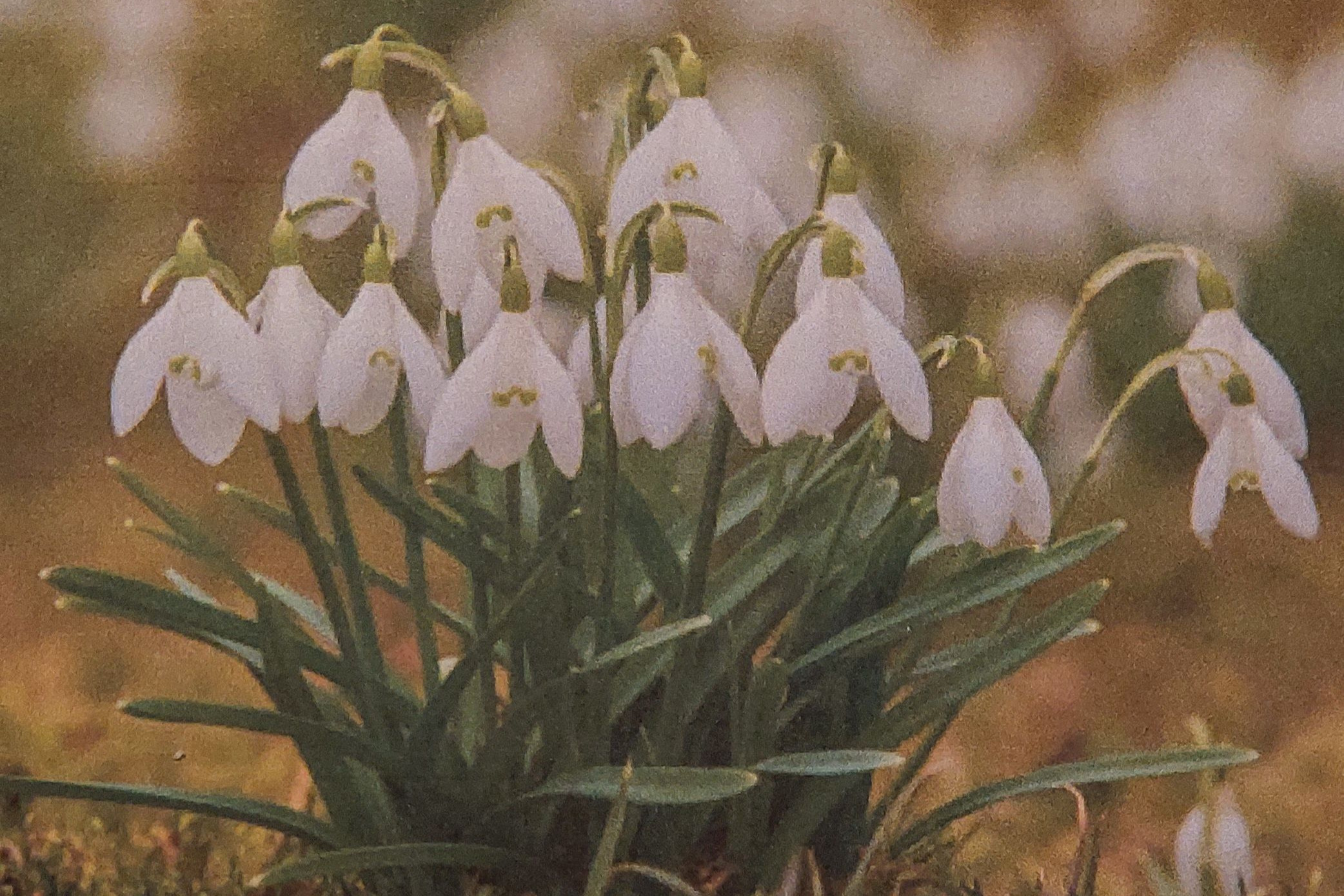Bild gepflanzter Schneegl&ouml;ckchen