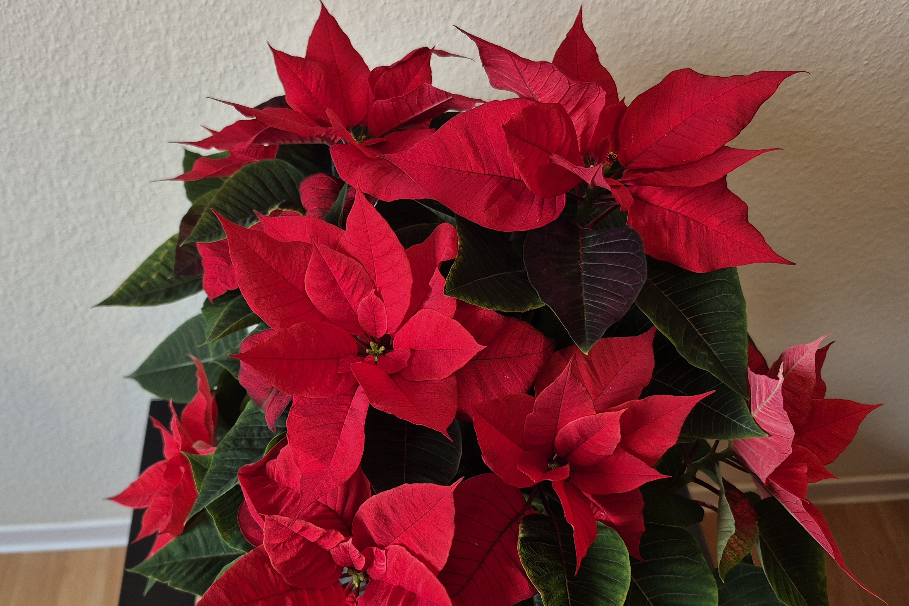 Geburtstage im Dezember Roter Weihnachtsstern