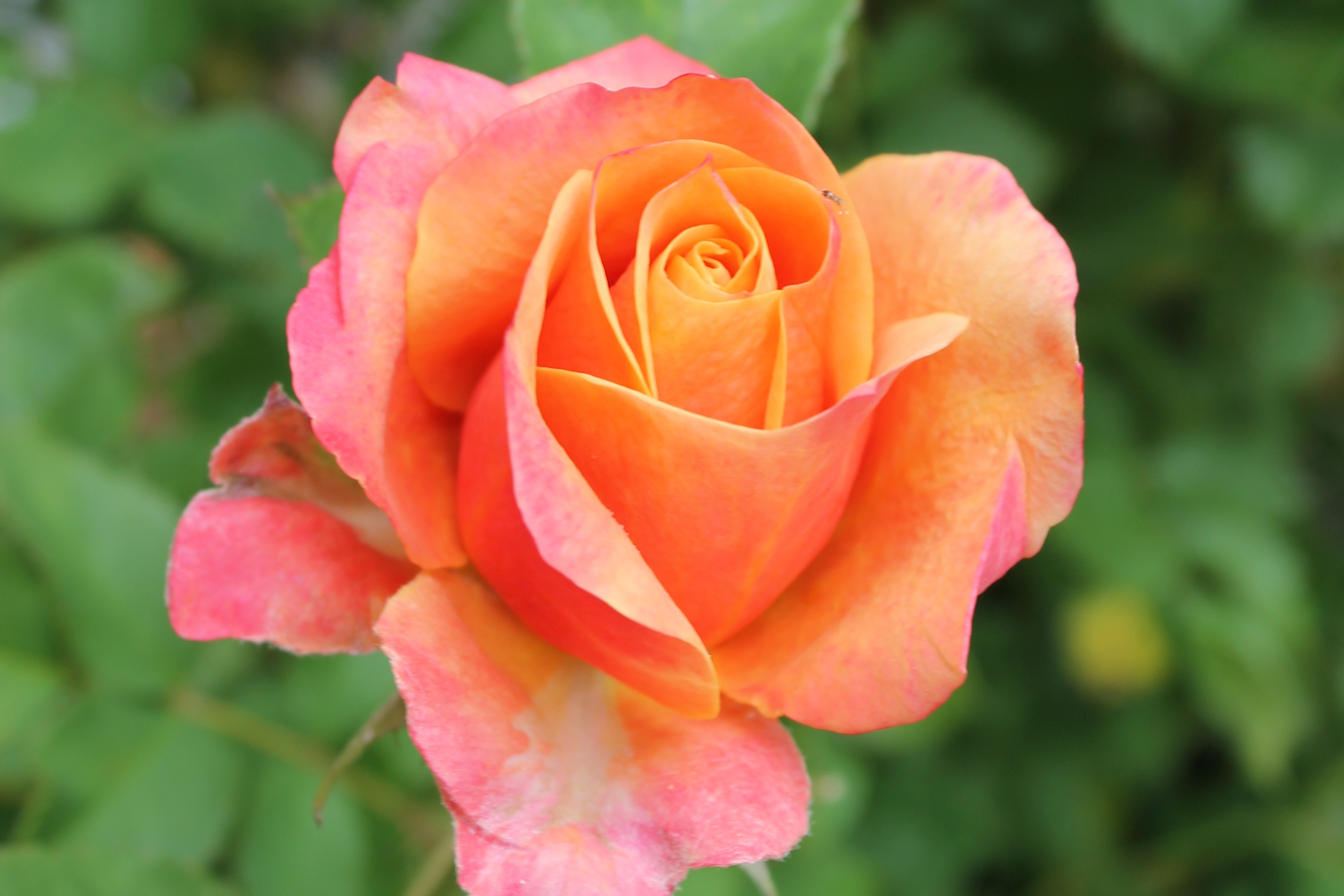 Lachsrote Rose